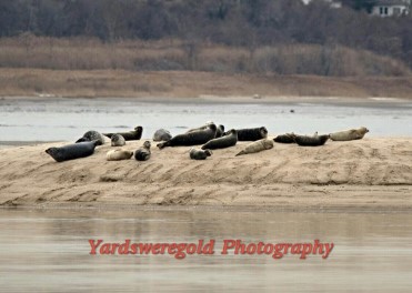 Harbor Seals at Skeleton Island at Sandy Hook, New Jersey